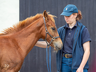 KS300622-89 - Cupboard Love's foal by Territories